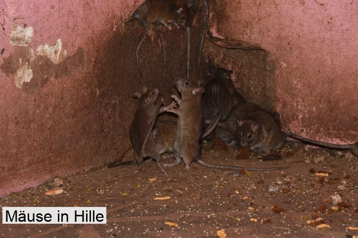 Mäuse in Hille